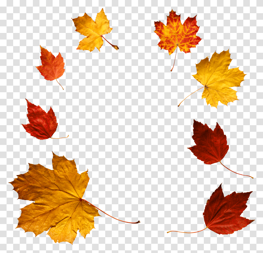 Autumn Leaf Autumn Leaves, Plant, Tree, Maple, Maple Leaf Transparent Png