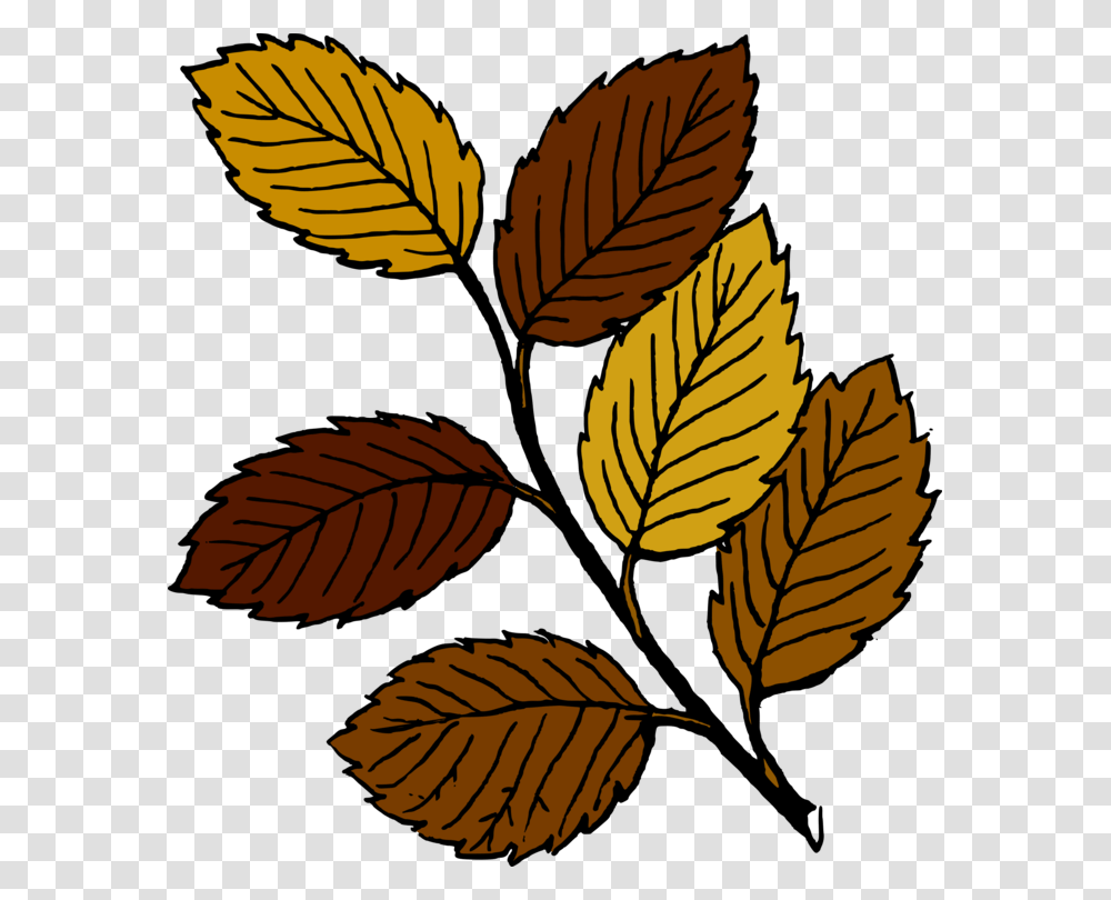 Autumn Leaf Color Cartoon Drawing, Plant, Veins, Acanthaceae, Flower Transparent Png