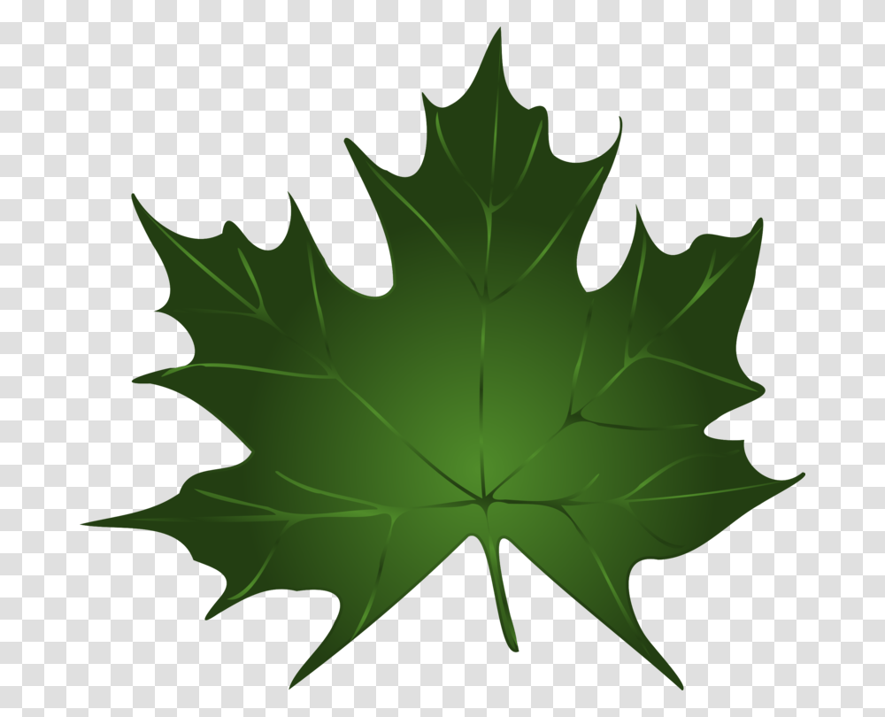 Autumn Leaf Color Green Maple, Plant, Maple Leaf, Tree Transparent Png