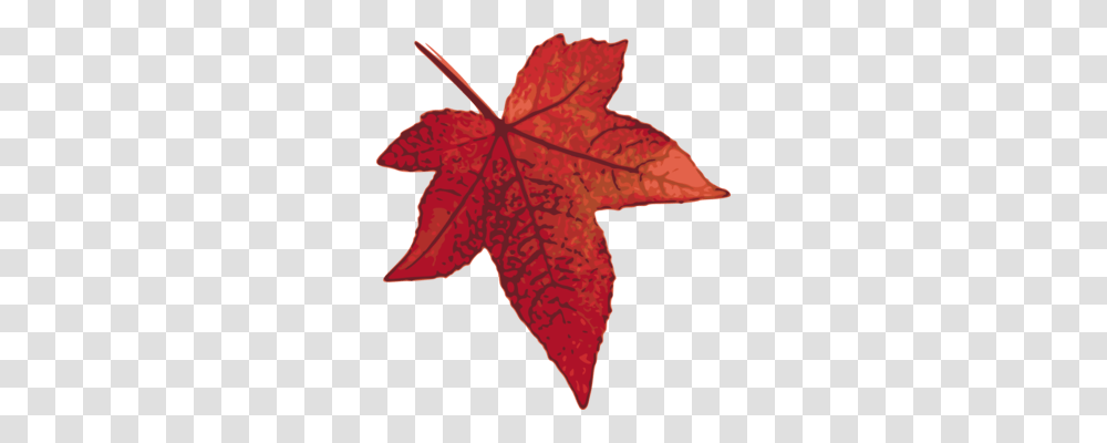 Autumn Leaf Color Japanese Maple Maple Leaf Acer Shirasawanum Free, Plant, Tree, Transparent Png