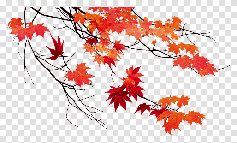Autumn Leaf Color Maple Leaf Fall Leaves Background, Plant, Tree, Suit Transparent Png