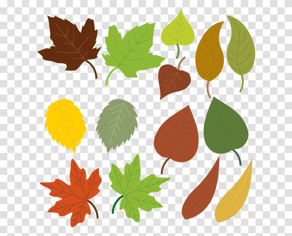 Autumn Leaf Color Maple Leaf Tree, Plant, Seed, Grain, Produce Transparent Png
