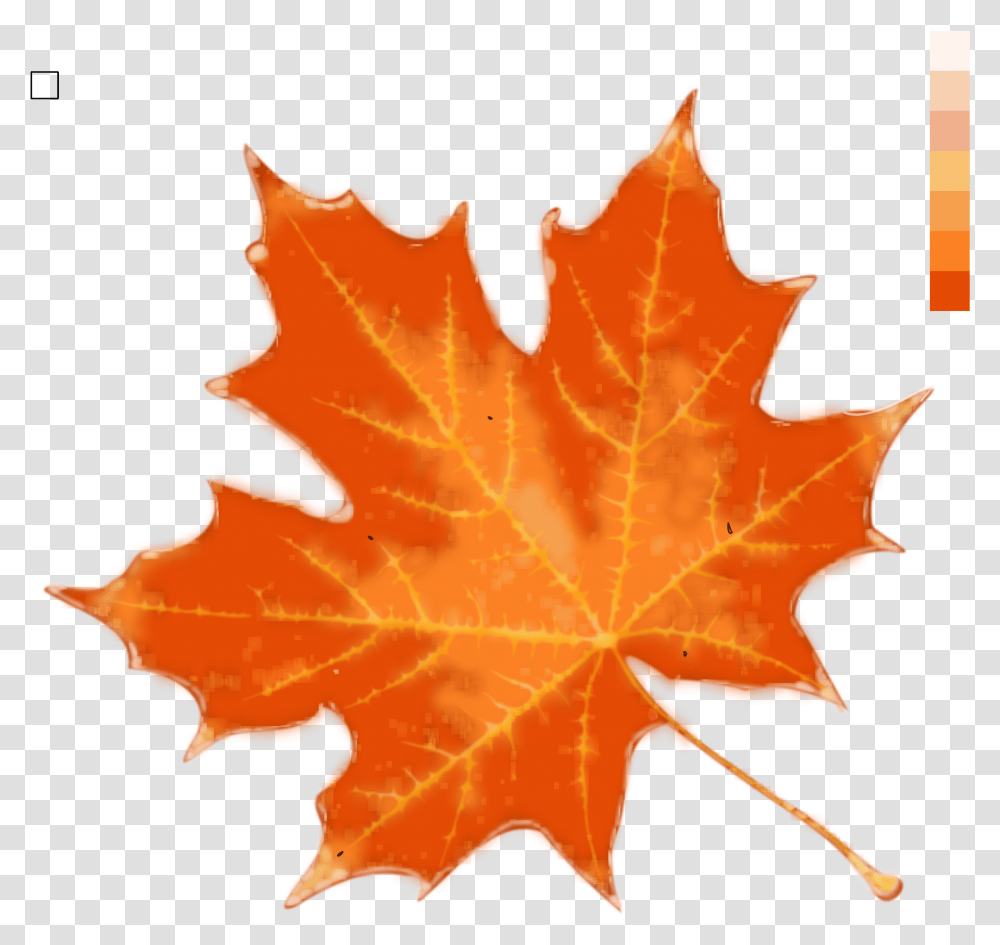 Autumn Leaf Color Stock Fall Leaf Template Color, Plant, Tree, Maple, Maple Leaf Transparent Png