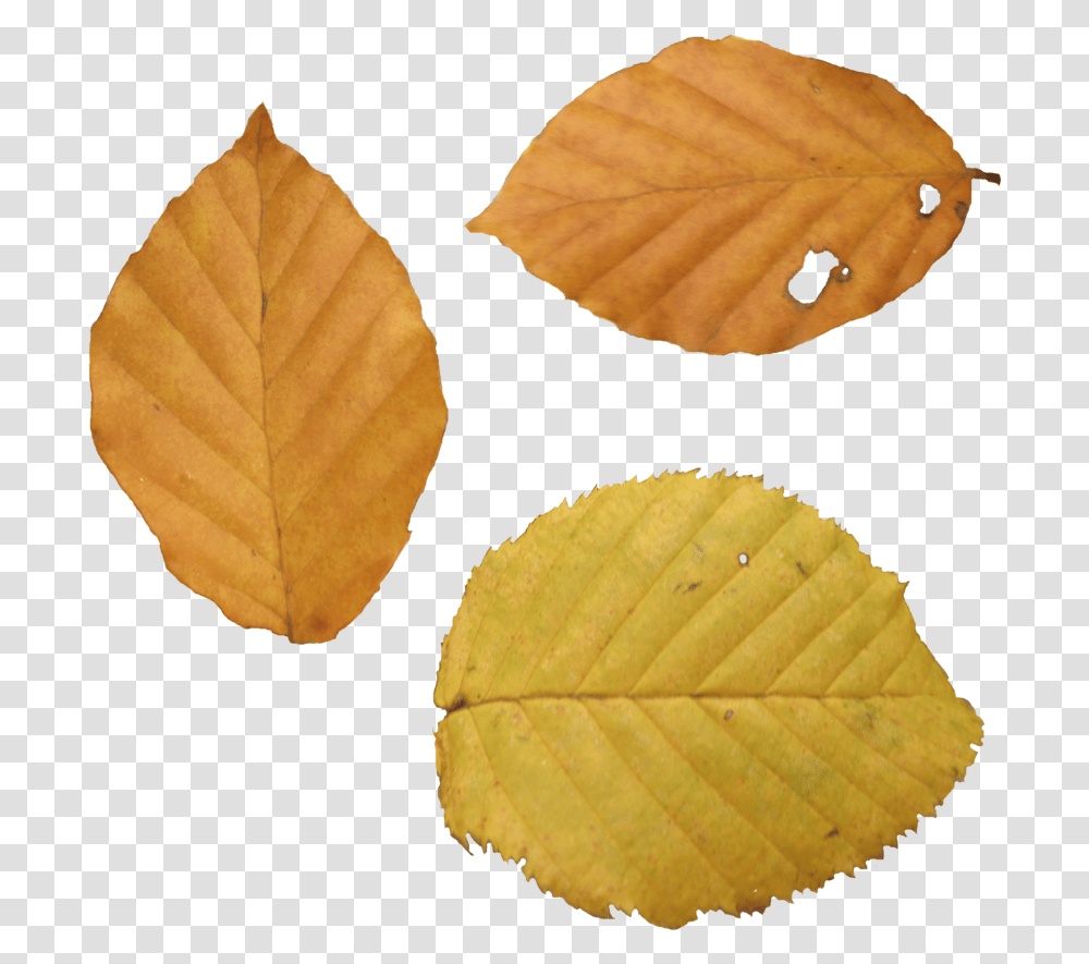 Autumn Leaf Dry Leaf, Plant, Veins, Ground, Tennis Ball Transparent Png