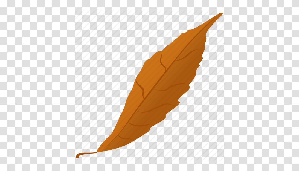 Autumn Leaf Fall Leaf Foliage Generic Leaf Leaf Icon, Plant, Vegetable, Food, Carrot Transparent Png