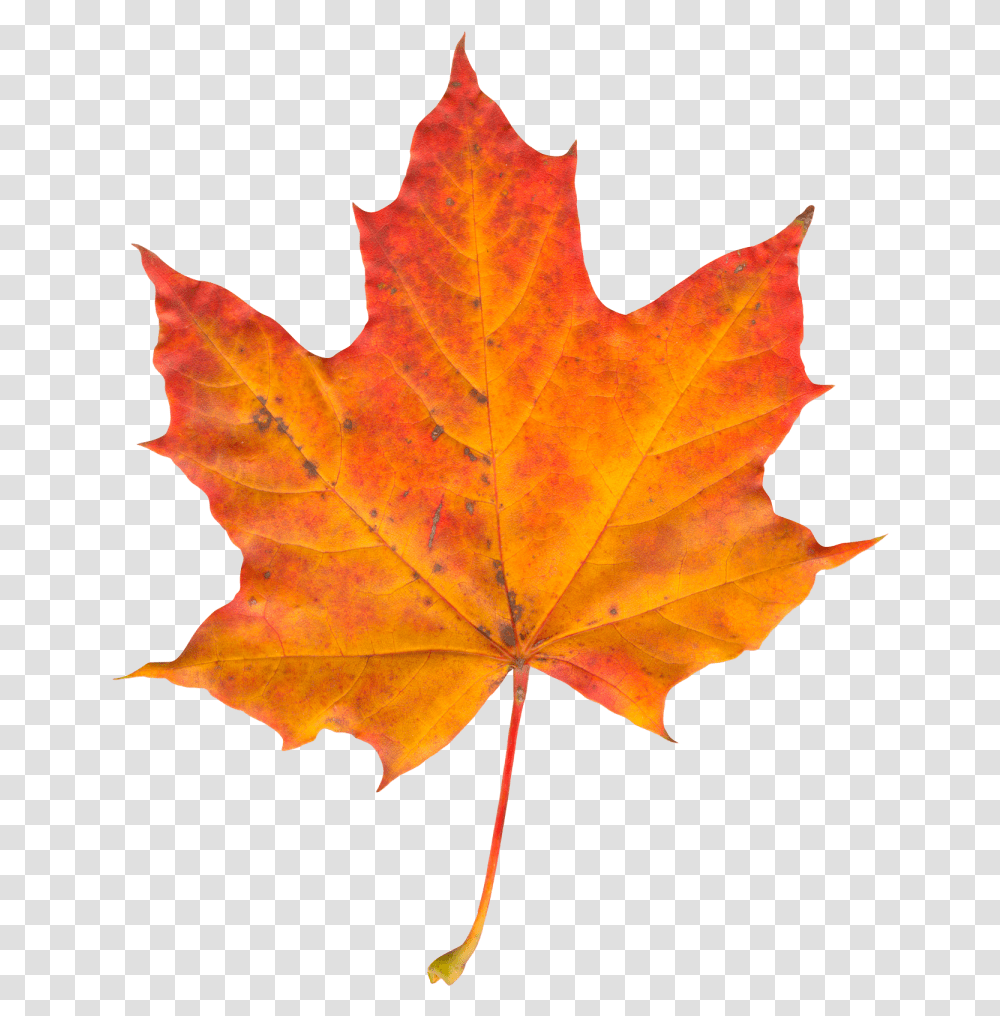 Autumn Leaf Image Autumn Leaf, Plant, Tree, Maple, Maple Leaf Transparent Png