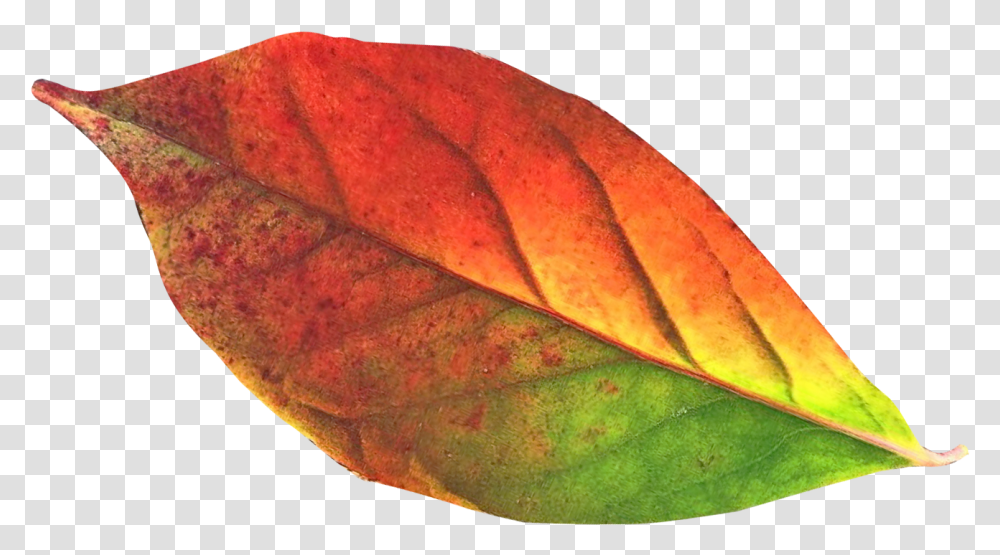 Autumn Leaf Image Autumn Leaves Clipart, Veins, Plant, Snake, Reptile Transparent Png