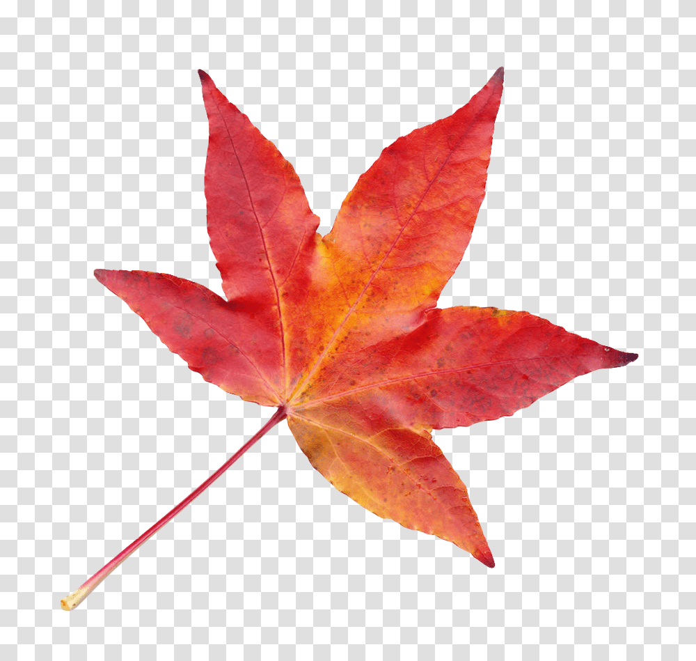 Autumn Leaf Image Fall Leaf, Plant, Tree, Maple, Maple Leaf Transparent Png