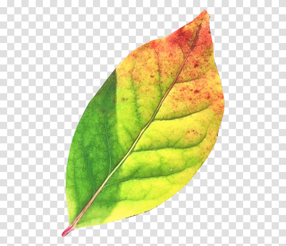 Autumn Leaf Image Green Fall Leaves, Plant, Veins, Tennis Ball, Sport Transparent Png