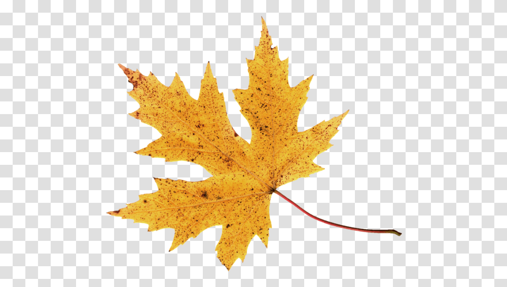 Autumn Leaf Image Leaves, Plant, Tree, Maple Leaf, Veins Transparent Png