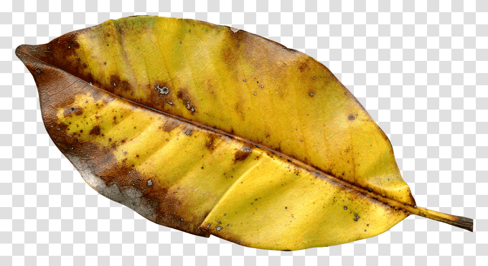 Autumn Leaf Image Northern Red Oak, Banana, Fruit, Plant, Food Transparent Png