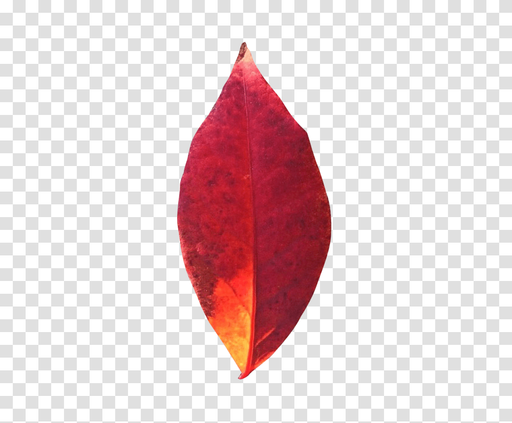 Autumn Leaf Image, Plant, Veins, Petal, Flower Transparent Png