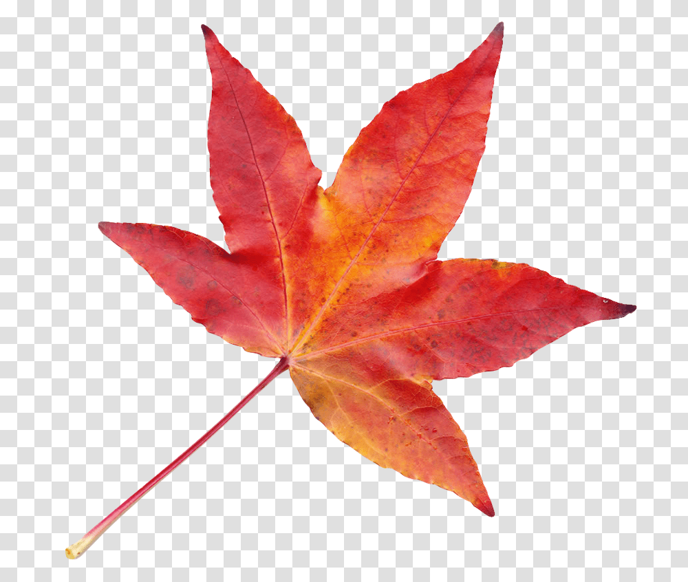 Autumn Leaf Image Pngpix Autumn Leaf Image, Plant, Tree, Maple, Maple Leaf Transparent Png