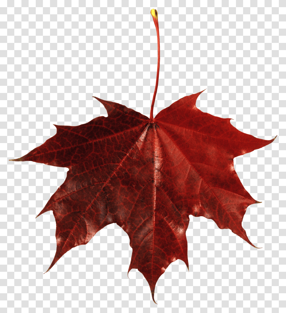 Autumn Leaf Image Transparent Png