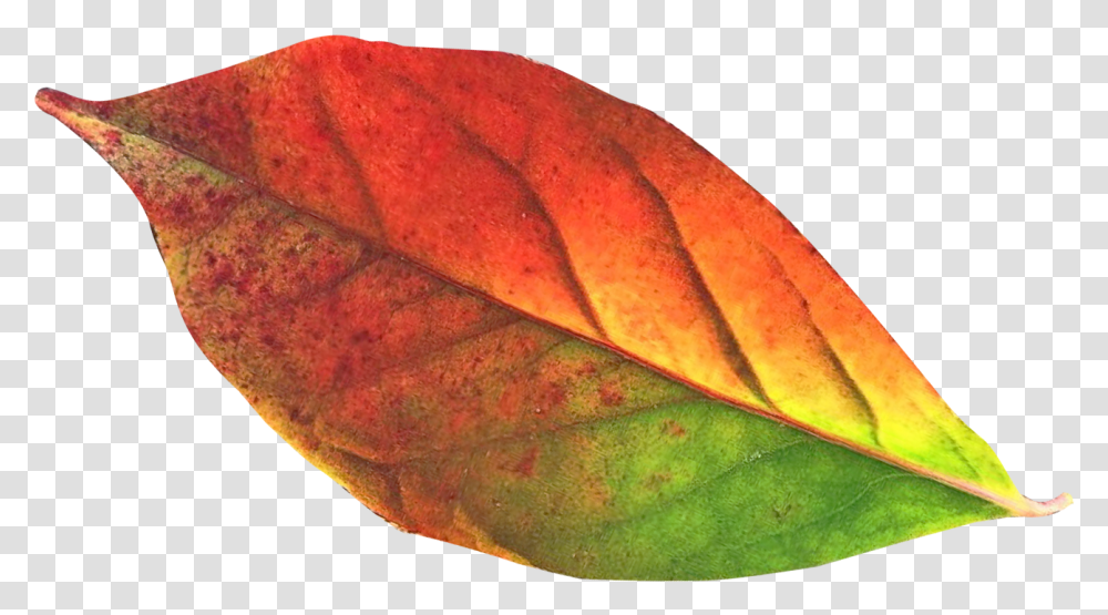 Autumn Leaf Image, Veins, Plant, Snake, Reptile Transparent Png