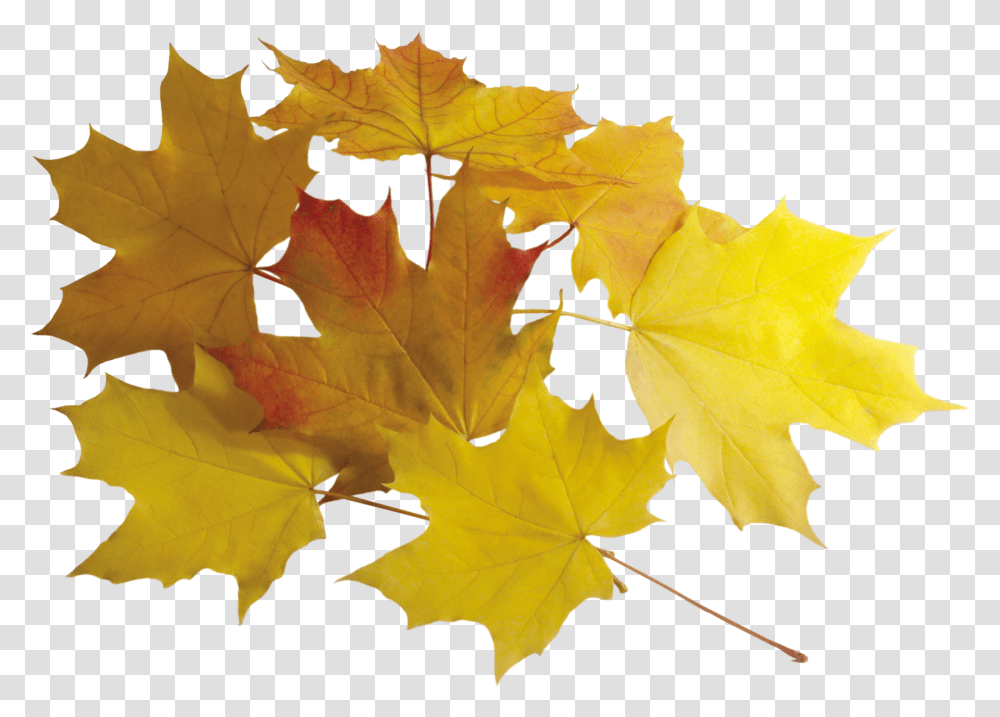 Autumn Leaf Image Yellow Leaves, Plant, Tree, Maple, Maple Leaf Transparent Png