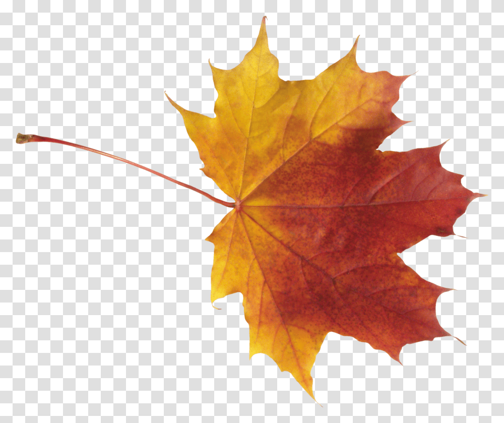 Autumn Leaf Images Autumn Leaf Background Transparent Png