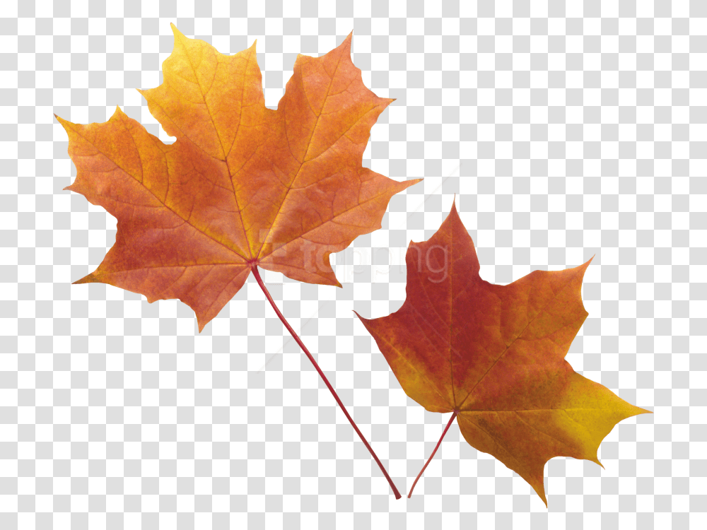 Autumn Leaf Images Real Autumn Leaves Background, Plant, Tree, Maple, Maple Leaf Transparent Png