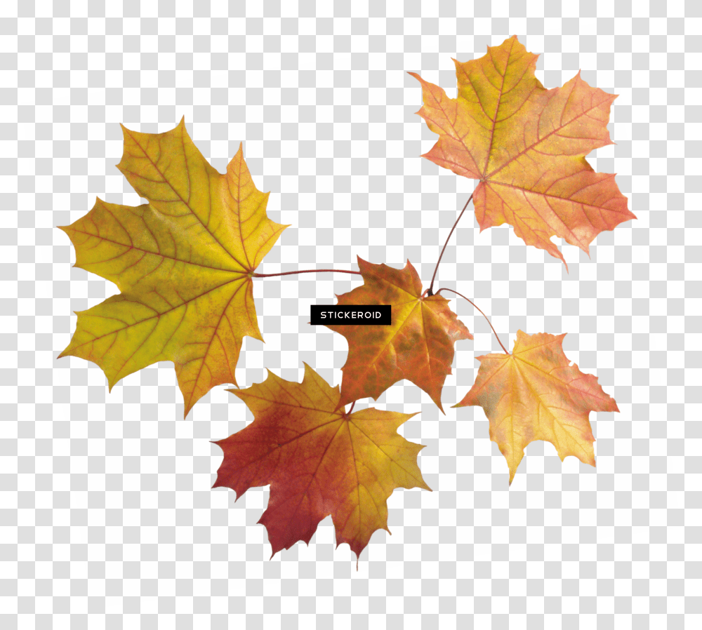 Autumn Leaf Leaves Maple Leaves, Plant, Tree, Maple Leaf Transparent Png