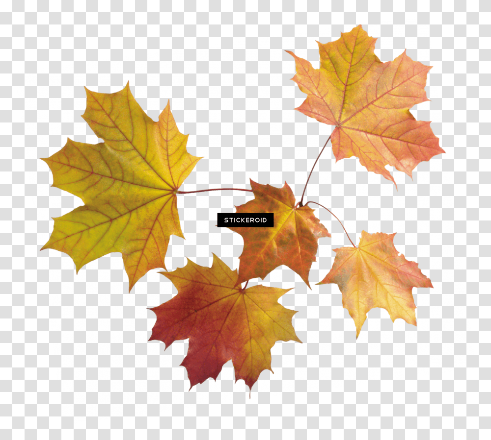 Autumn Leaf Leaves Maple Leaves Transparent Png