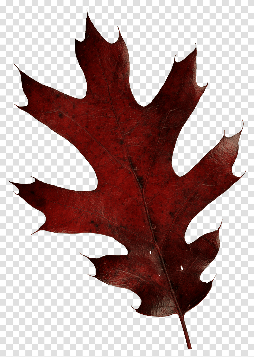 Autumn Leaf Oak Leaf, Plant, Tree, Maple, Maple Leaf Transparent Png