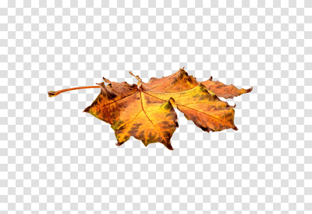Autumn Leaf On Ground, Plant, Tree, Maple, Lobster Transparent Png