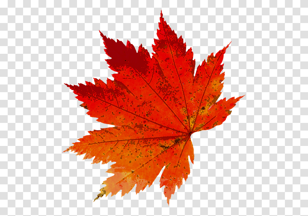 Autumn Leaf Photography, Plant, Tree, Maple, Maple Leaf Transparent Png