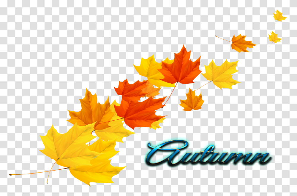 Autumn Leaf Picture Without Background, Plant, Tree, Maple Leaf Transparent Png