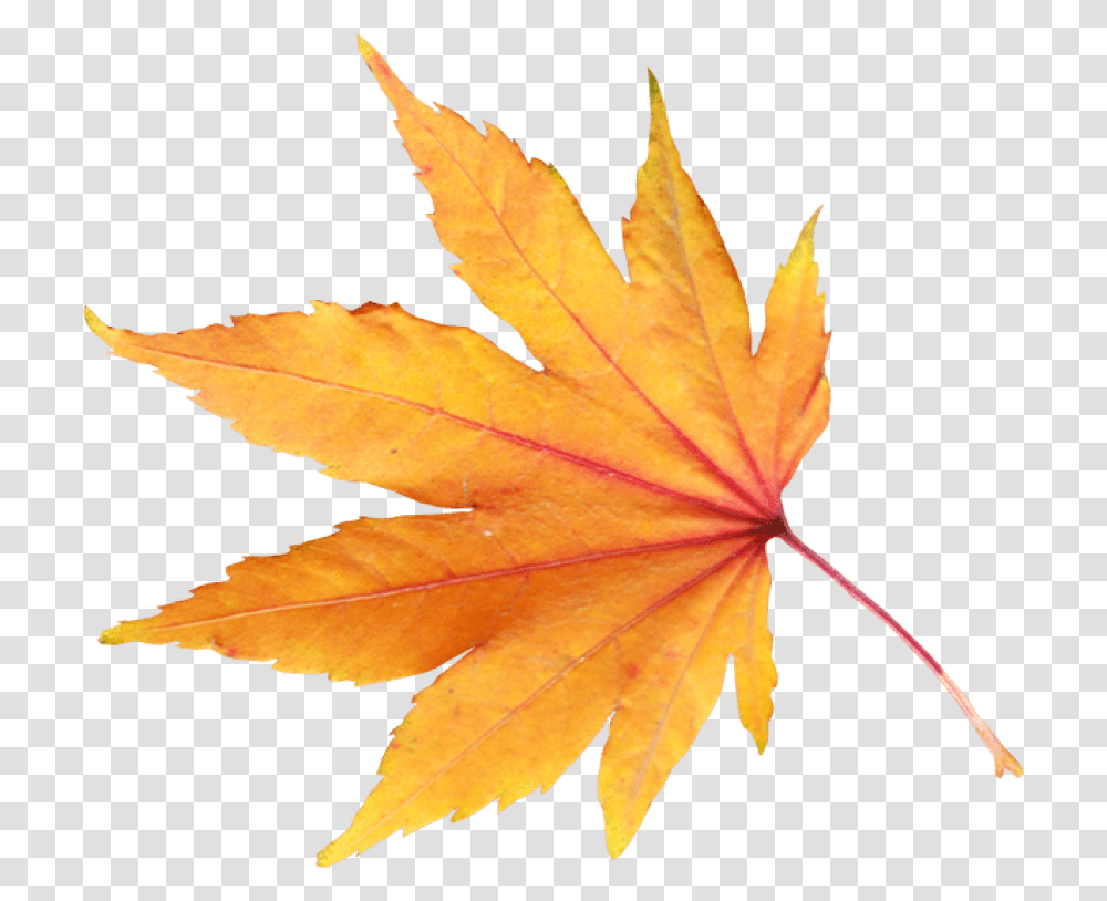 Autumn Leaf, Plant, Tree, Maple Leaf, Bird Transparent Png