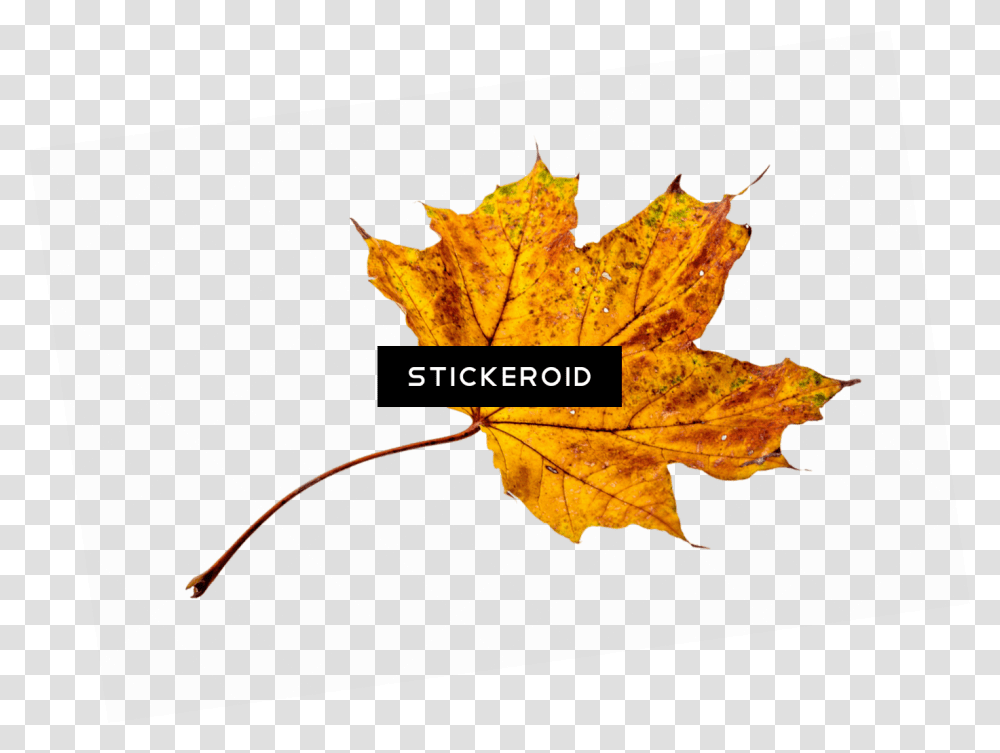 Autumn, Leaf, Plant, Tree, Maple Leaf Transparent Png