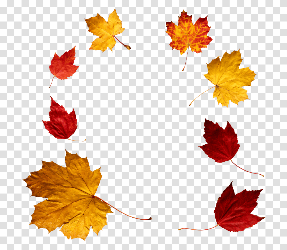 Autumn Leaf, Plant, Tree, Maple, Maple Leaf Transparent Png