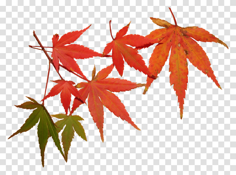 Autumn, Leaf, Plant, Tree, Maple Transparent Png