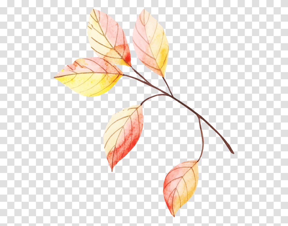 Autumn, Leaf, Plant, Veins, Tree Transparent Png