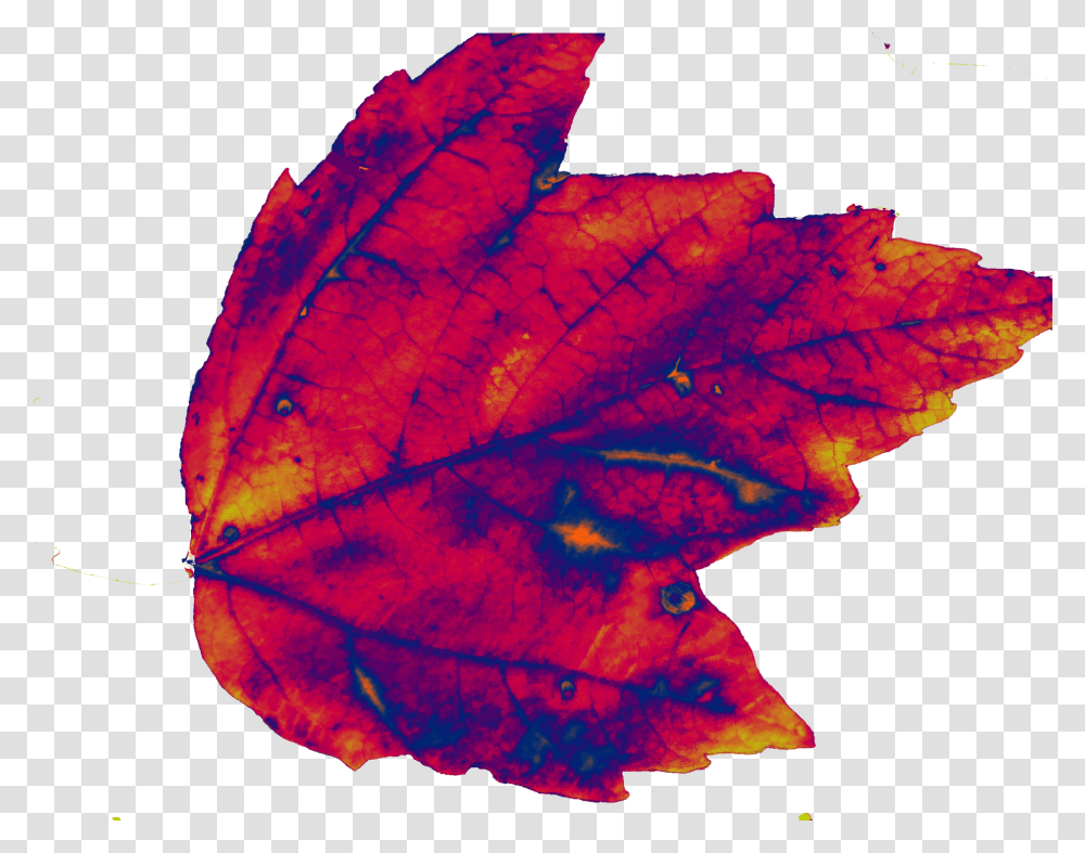 Autumn, Leaf, Plant, Veins, Tree Transparent Png