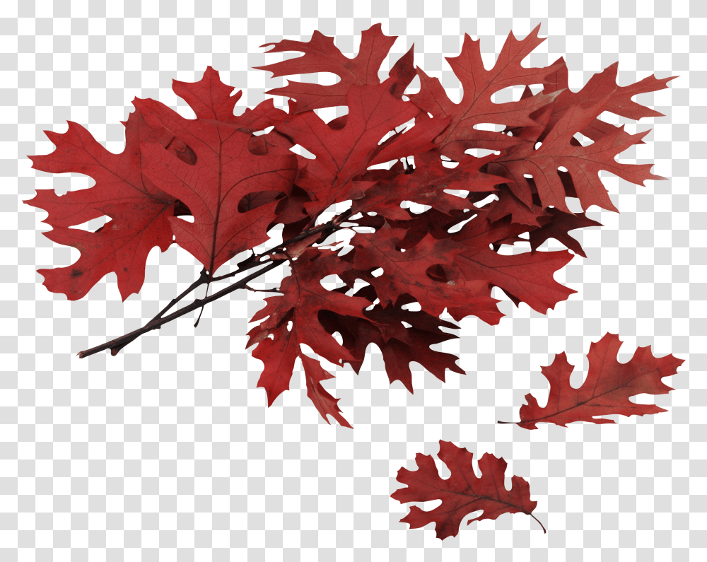 Autumn Leaf Red Oak Tree Leaves Transparent Png
