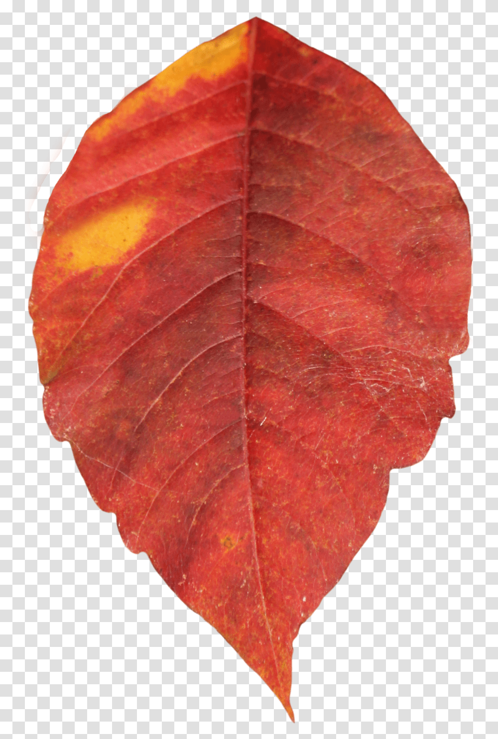 Autumn Leaf Red, Plant, Veins, Tree Transparent Png