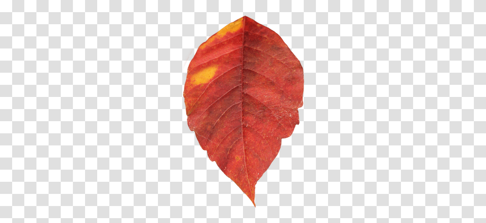 Autumn Leaf Single, Veins, Plant, Lamp Transparent Png