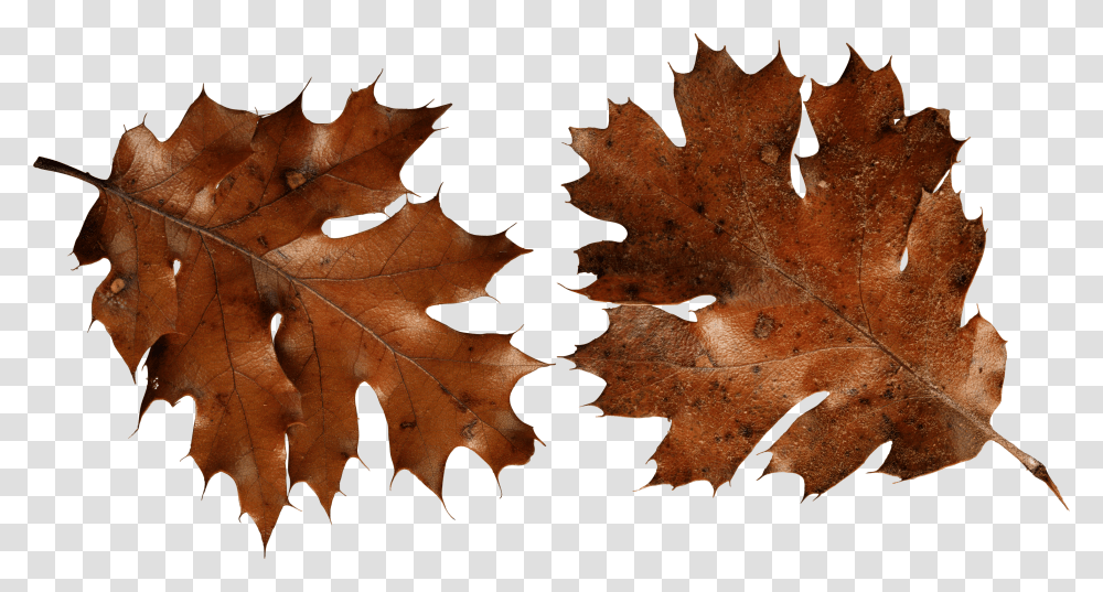 Autumn Leaf Transparent Png