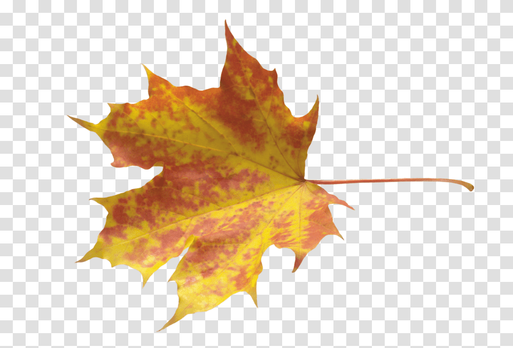Autumn Leaf Yellow Leaves, Plant, Tree, Maple, Maple Leaf Transparent Png