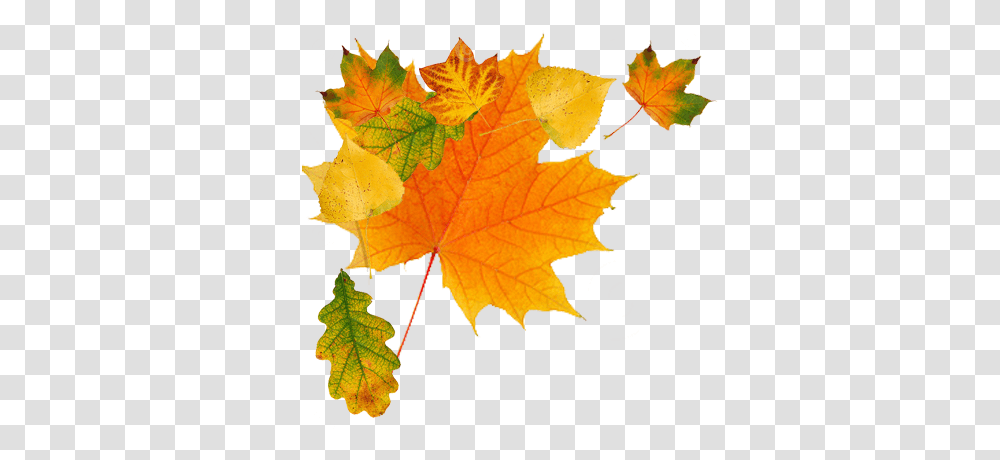 Autumn Leaves Background 23471 Transparentpng Autumn Leaves Free, Leaf, Plant, Tree, Maple Leaf Transparent Png