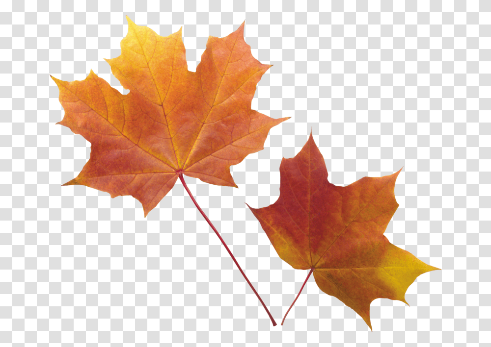 Autumn Leaves Background Leaf Clear Background Fall Leaves, Plant, Tree, Maple, Maple Leaf Transparent Png