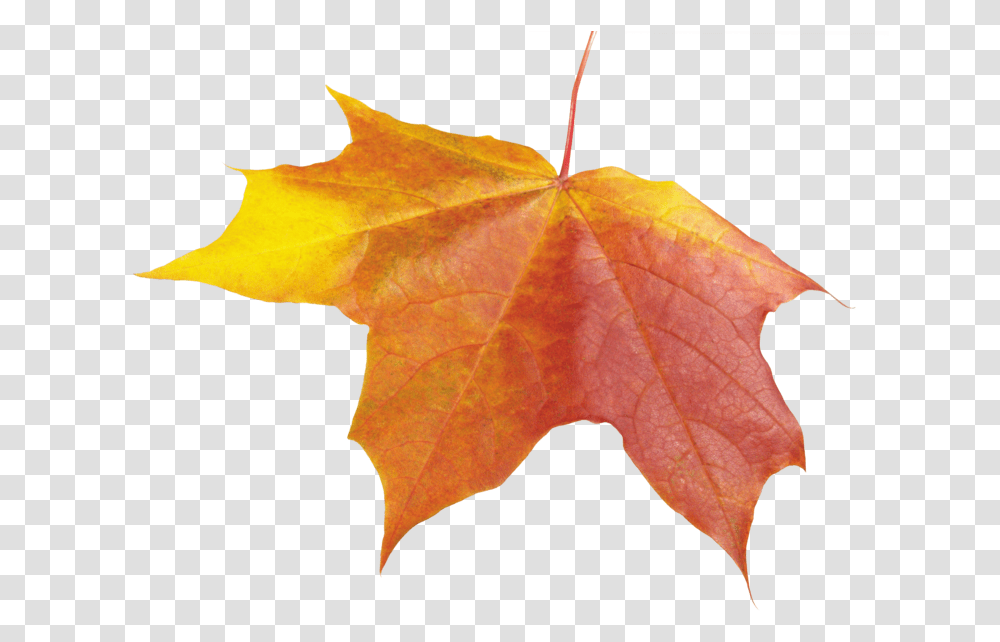 Autumn Leaves Background Leaf Leaves Fall Winter, Plant, Tree, Maple, Maple Leaf Transparent Png