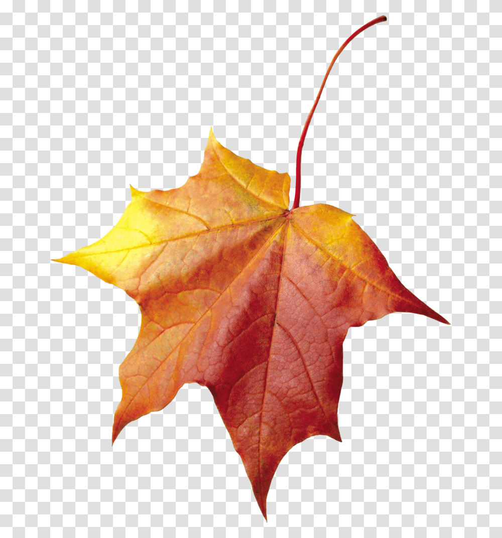Autumn Leaves Background Leaf Maple Leaf Cross Stitch Pattern, Plant, Tree, Veins Transparent Png