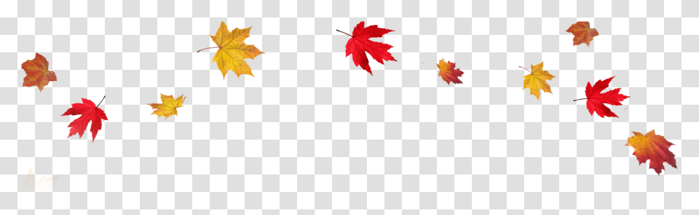 Autumn Leaves Background, Leaf, Plant, Tree, Maple Transparent Png