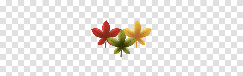 Autumn Leaves Chinese Red Maple Leaf, Icon, Plant, Petal, Flower Transparent Png