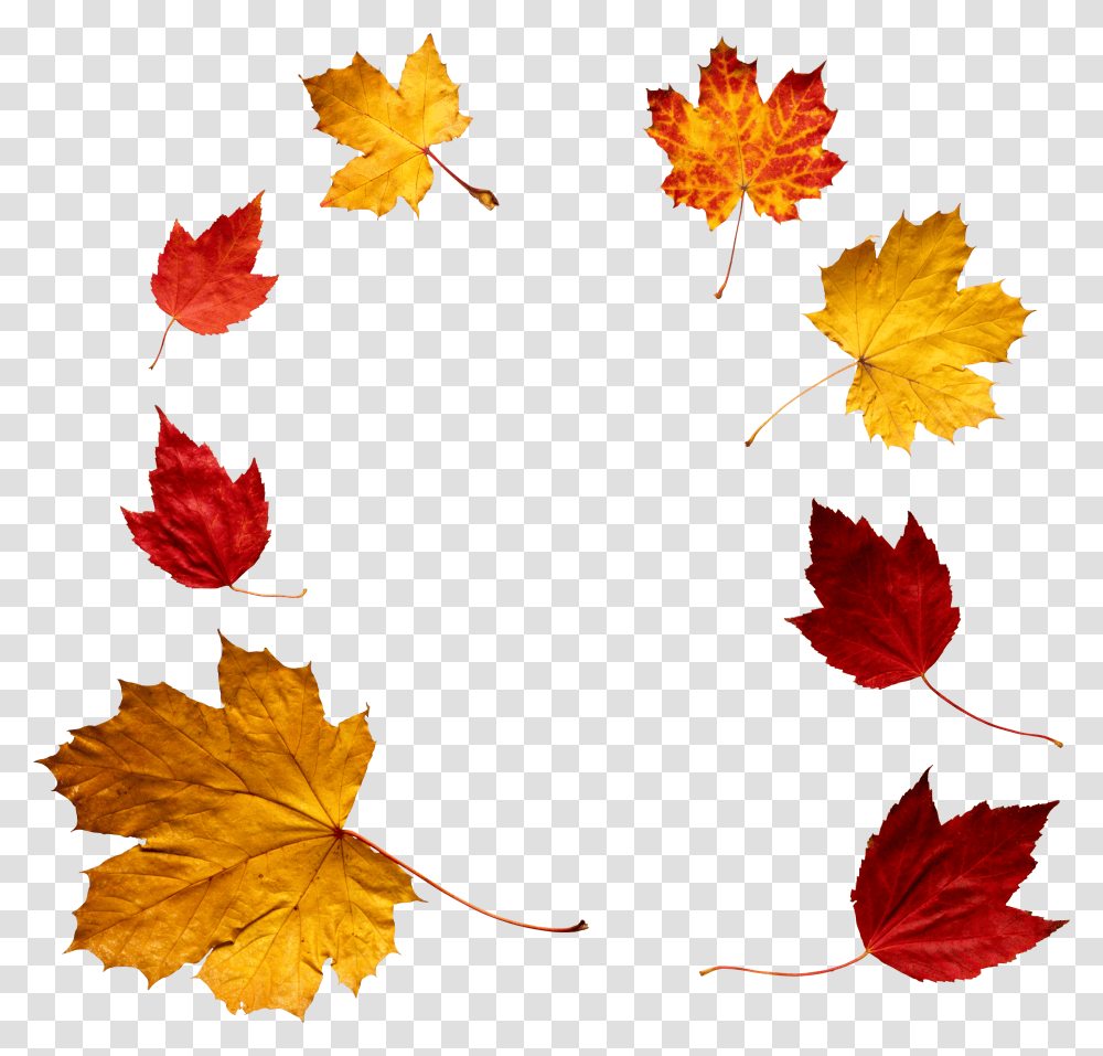 Autumn Leaves Circle, Leaf, Plant, Tree, Maple Transparent Png