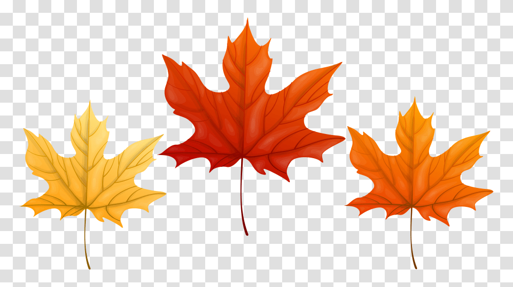 Autumn Leaves Clip Art Gallery, Leaf, Plant, Tree, Maple Leaf Transparent Png