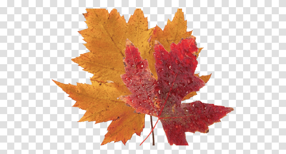 Autumn Leaves Clipart Green Fall Leaf Real Blue Maple Leaf, Plant, Tree Transparent Png