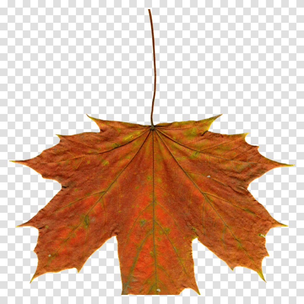 Autumn Leaves Clipart Heart Clipart House Clipart Online Download, Leaf, Plant, Tree, Maple Transparent Png
