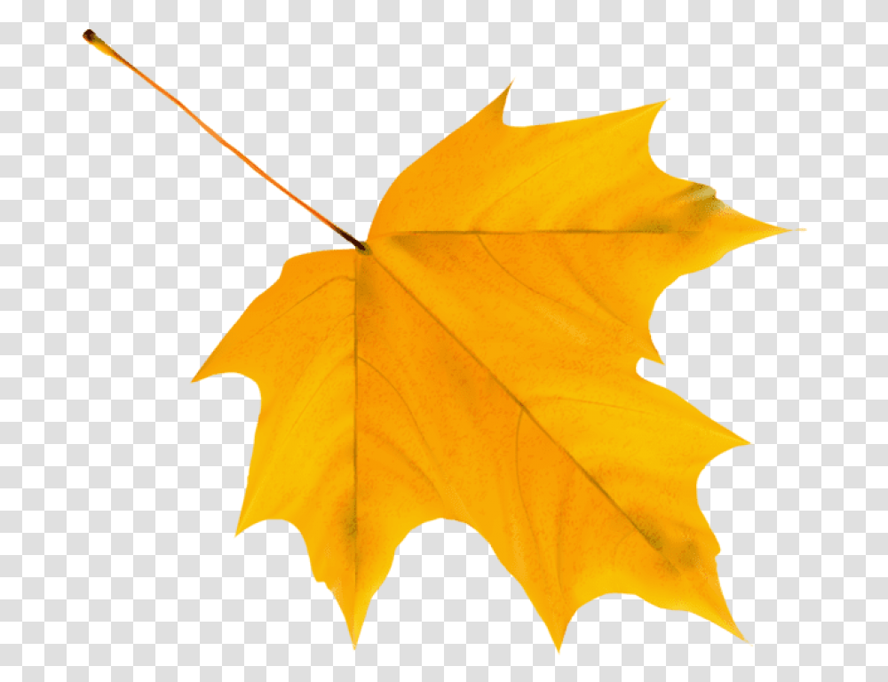 Autumn Leaves Clipart, Leaf, Plant, Tree, Maple Leaf Transparent Png